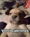 Volvi cabrones 