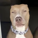doggolightskin