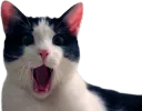 shocked cat