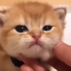 Cat Care