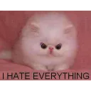 i hate everything (.gg/kitten)