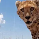 flabbergasted cheetah