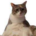 luna_wtf?
