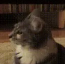 cat huh