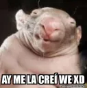 AY ME LA CREÍ WE XD