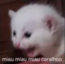 @meow