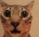Live reaction