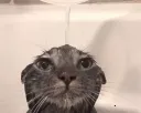 catshower