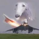 Dog Plane
