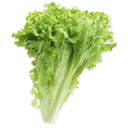 Lettuce