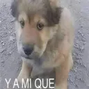ya