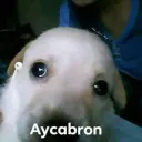 aycabrom