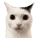 cat stare | .gg/wife