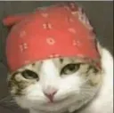 Gatinho _R7