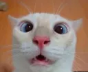 Gato