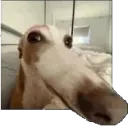 long boy