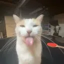 cattongue