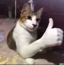 thumbs up