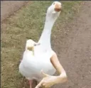 nice duck