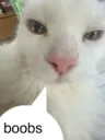 cat bobs