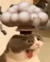 cat esplode