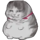 cat potato