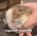 the squish
