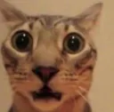 regi