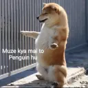 mujhe kya mai to penguin hu