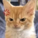 Angry Kitty