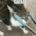 Kitty Salad