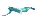 swim