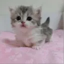 Cute Cat