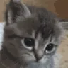 Sad Cat