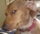 Sus dog