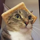 Waffle Cat