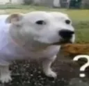 What?