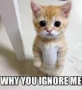 YU ignore?