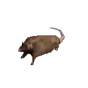 Rat Spin