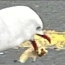 Lapis Poisons Seagull 