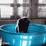 splash