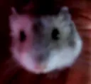 Hamtarette