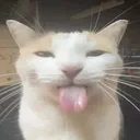 bleh