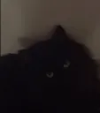Bitch