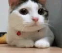 Plz no