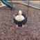 Duck_swing