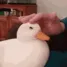Duck_pet