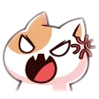 :angry kitty