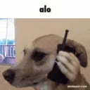 Hello Dog