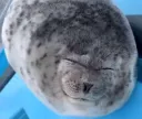 Seal happy :)